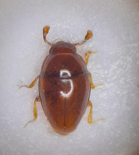 Cholovocera formicaria